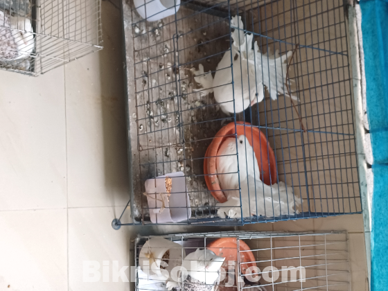 1 jora lokhha kobutor